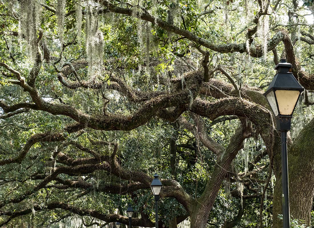 Insurance Solutions - The Famous Live Southern Live Oaks Covered in Spanish Moss Growing in Savannah’s Historic Squares
